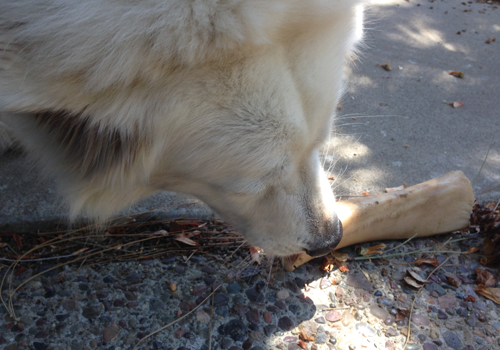 dog and bone