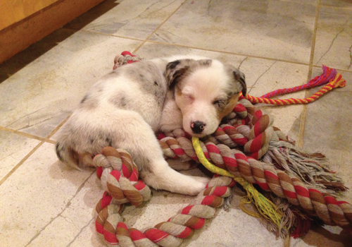 puppies and rope toys