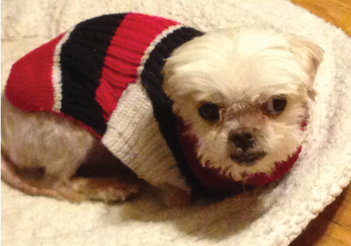 dog in a simple knit sweater